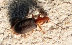 Notoxus murinipennis