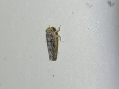 Scaphoideus opalinus