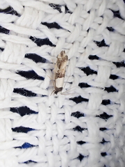 Monopis icterogastra