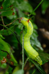 Macroglossum divergens