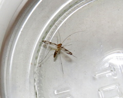 Macrocera