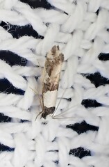 Monopis icterogastra