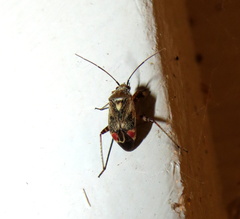 Polymerus basalis