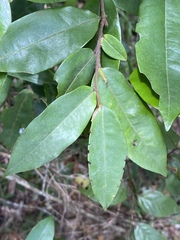Xylopia maccreae
