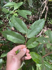 Xylopia maccreae
