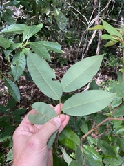Xylopia maccreae