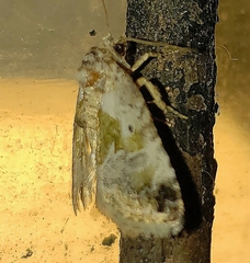 Maliattha synochitis