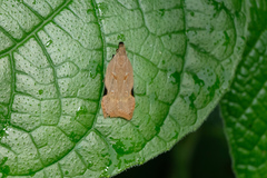 Dichomeris simaoensis