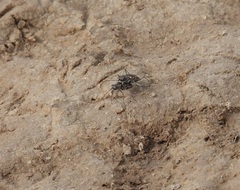 Cicindela tenuisignata