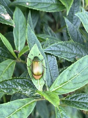 Anomala aulacoides