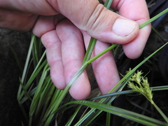 Carex bolanderi