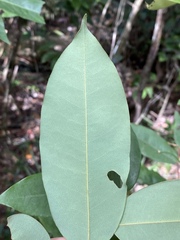 Xylopia maccreae