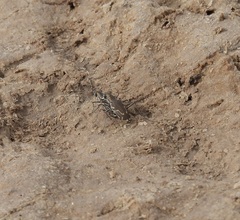 Cicindela tenuisignata