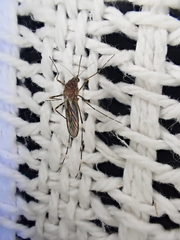 Aedes alboannulatus