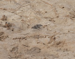 Cicindela tenuisignata