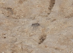 Cicindela tenuisignata