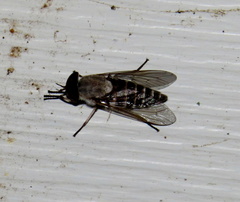 Leucotabanus annulatus