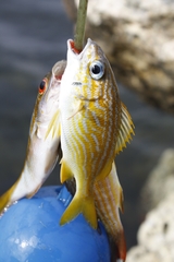 Haemulon flavolineatum