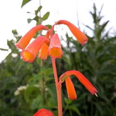 Polianthes geminiflora