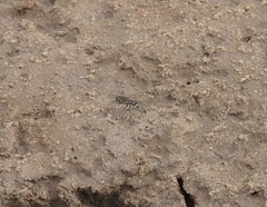 Cicindela tenuisignata
