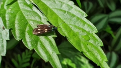 Chrysartona stipata