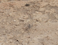 Cicindela tenuisignata