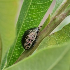 Calligrapha eupatris