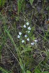 Myosotis imitata