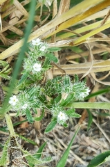Cryptantha minima