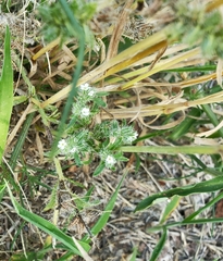 Cryptantha minima