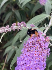 Bombus