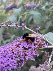 Bombus