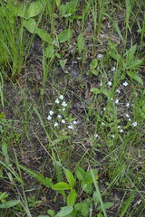 Myosotis imitata