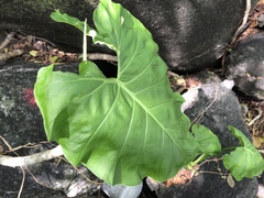 Philodendron basii
