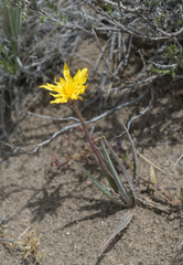 Nothocalais troximoides