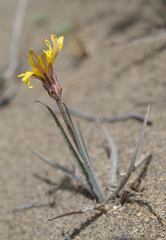 Nothocalais troximoides