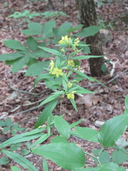Lysimachia lewisii