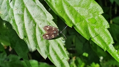 Chrysartona stipata