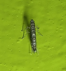 Neurobathra strigifinitella