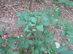 Rhododendron alabamense
