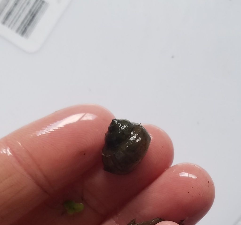 Banded Mystery Snail from Dundee on June 17, 2022 at 0402 PM by Grace
