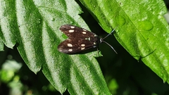 Chrysartona stipata