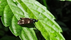 Chrysartona stipata