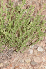 Xanthisma grindelioides