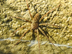 Dolomedes holti