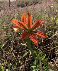 Hippeastrum morelianum