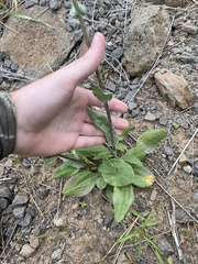 Senecio integerrimus exaltatus