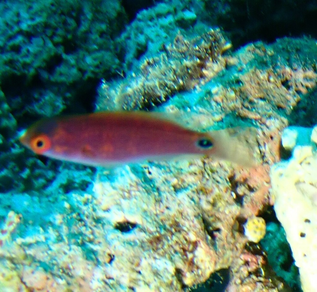 Exquisite wrasse