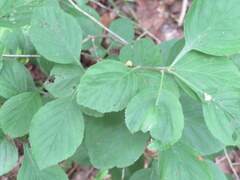 Crataegus calpodendron