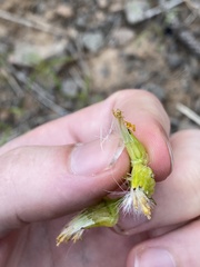 Senecio integerrimus exaltatus